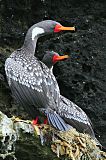 Red-legged Cormorantborder=